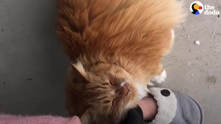 Hawaii Dad Visits Family And Meets A Neighbor Cat Who Refuses To Leave Them Alone
