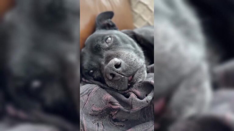 California Man Went To Adopt A Dog, But A Strange Sound From Another Kennel Changed Everything