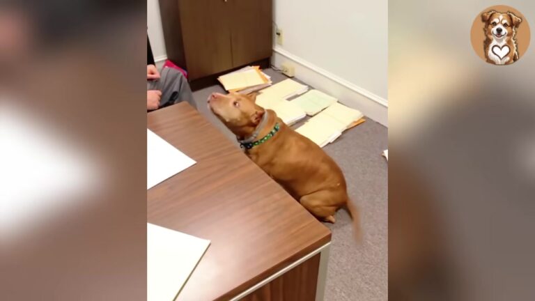 Texas Woman Saves Dog From Fighting Ring And Brings Him To Her Office, Now He Yells At The Boss