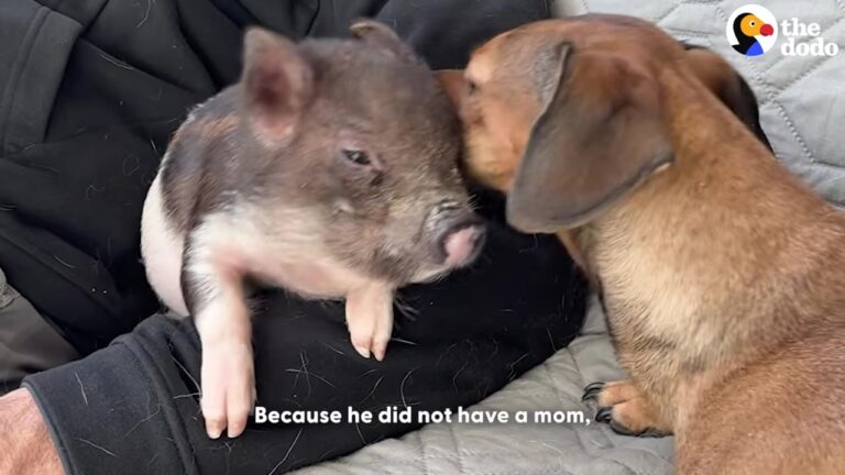 Texas Motel Staff Finds Abandoned Piglet On The Second Floor, Then A Rescue Dog Steps In To Change His Life