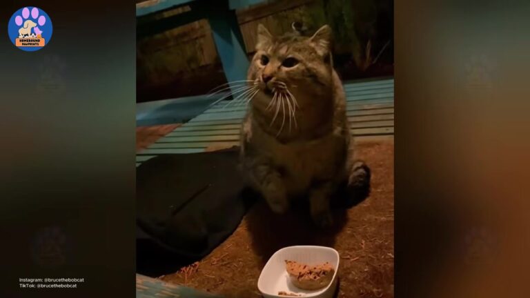 Texas Stray Cat Stood Outside A Door For Months, But One Tiny Change Finally Unlocked His Heart