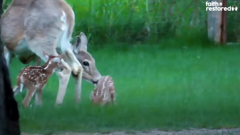 Washington Man Rescues An Injured Fawn Left Behind, And Her Final Reunion Leaves Him Completely Moved
