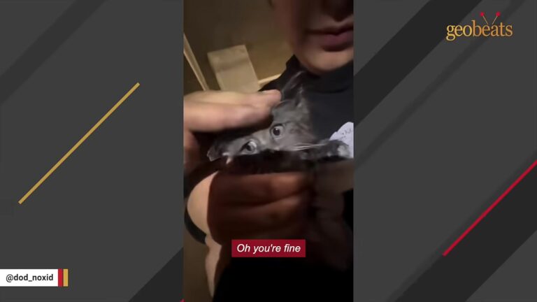 California Man Hears Cries Echoing In Parking Garage And Uncovers A Secret Hidden Inside Car Engine