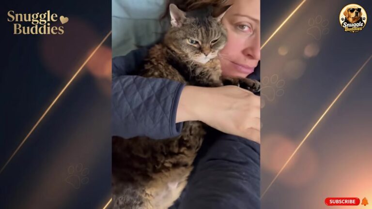 NY Cat Lost The Only Person She Ever Loved, But Then One Quiet Night Brought A New Beginning