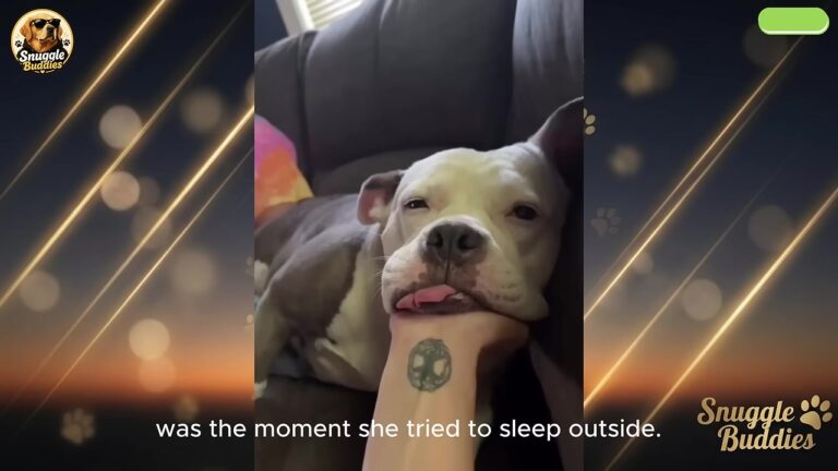 Rescue Dog In Montana Thought She Was Being Sent Away Again, Unaware She Was Finally Home