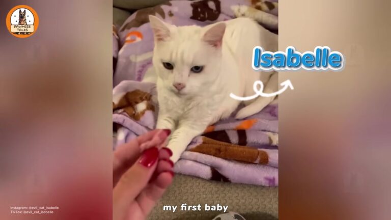 California Cat Arrived Too Sick To Eat, But Her Heart Had Room For Exactly One Person