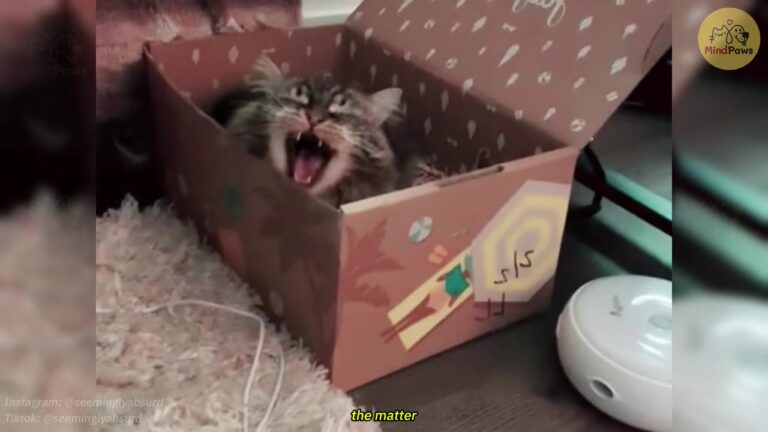 Alabama Woman Adopts A Dirt-Covered Shelter Cat, But He Soon Reveals A Surprising Secret