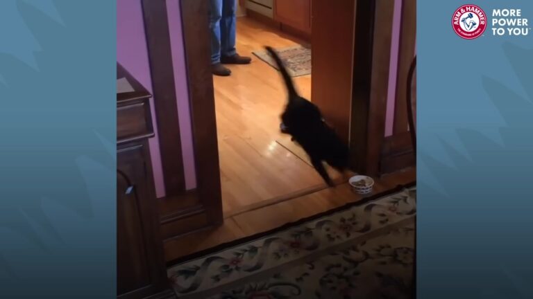 Oregon Family Adopts A Foster Kitten, But Her Bizarre Kitchen Habit Leaves Them Completely Baffled
