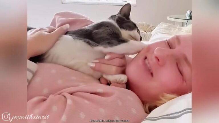 Pennsylvania Shelter Cat Who Had Given Up Hope Gets The Exact Miracle He Desperately Needed