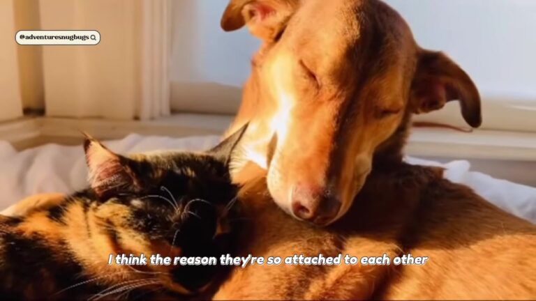 California Rescue Dog Abused By Kids Finds A Way To Be The Ears For A Deaf Kitten