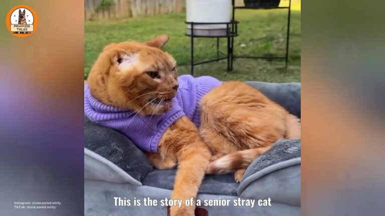 Ohio Couple Finds A Battered Senior Stray Cat, And Their Short Time Together Leaves A Lasting Mark