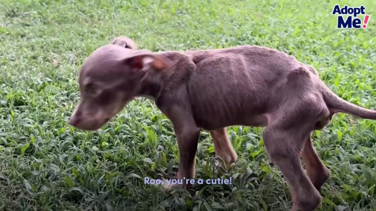 Texas Puppy Left To Suffer In A Heat Wave Finds The Perfect Reason To Smile In Her Sleep