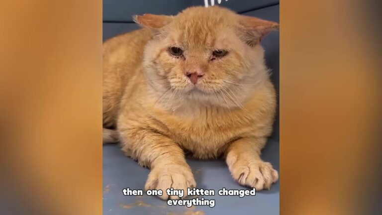Texas Street Cat Was So Shut Down Rescuers Feared He’d Never Trust, Then They Introduced Him To A Kitten