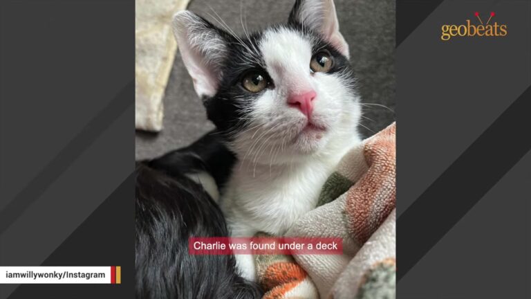 Kansas Kitten Found Under A Deck With A Wobbly Secret Changes His Foster Mom’s Life Forever