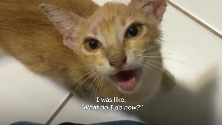 California Vet Tech Spots A Hairless Kitten In The Road And Makes A Choice That Changes Her Life