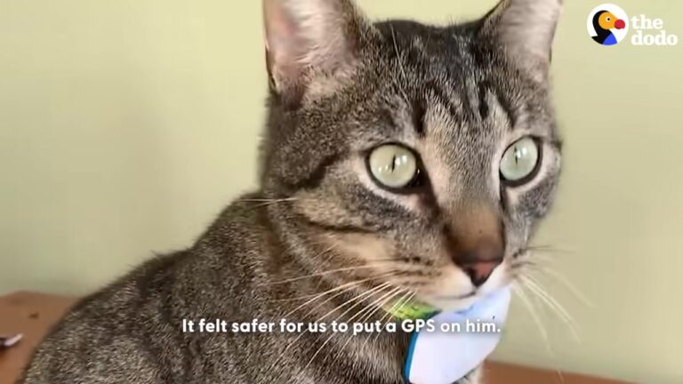 California Cat Kept Wandering Off Until His GPS Collar Revealed A Hilarious Secret
