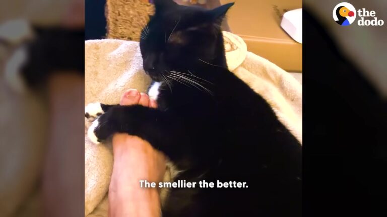 California Cat Had Strange Obsession With Feet, Then Tiny Sibling Arrived And Doubled The Chaos