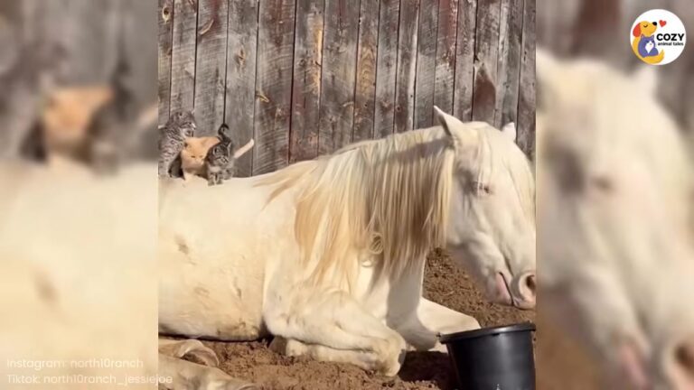 Arizona Horse Stood Apart From Herd Until Tiny Kitten Climbed Into His Bucket And Made It Her Bed