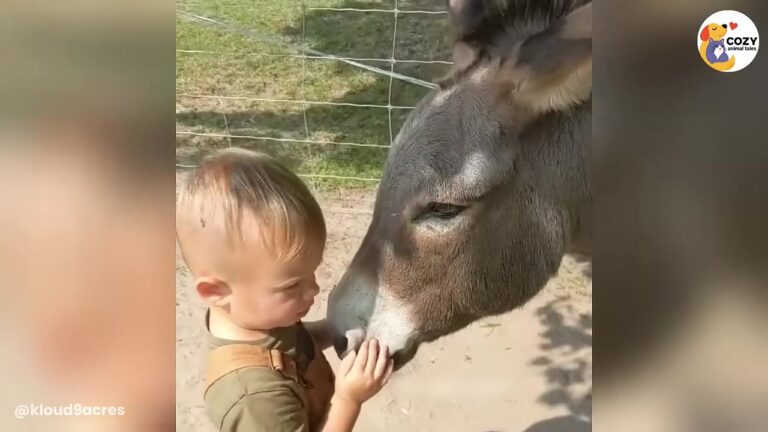 Massachusetts Donkey Gets A New Home, But Who He Chooses To Follow Leaves His Family Speechless