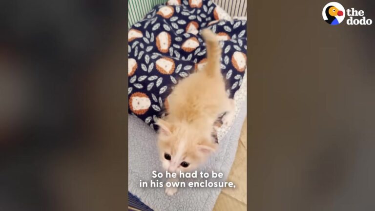 Nevada Foster Mom Receives A Mystery Box And Is Stunned By The Tiny Screaming Voice Inside