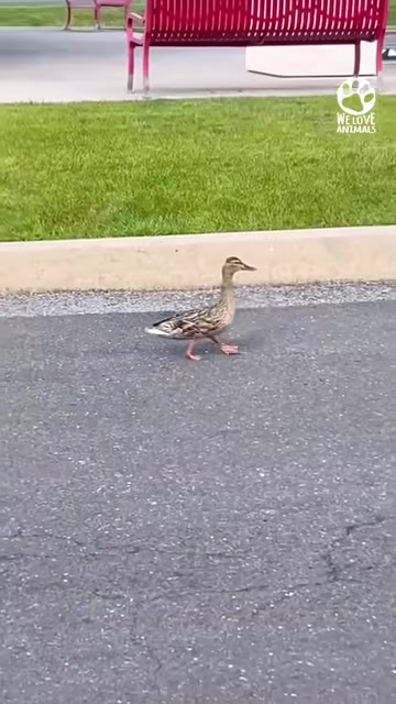 California Couple Hears A Stressed Mama Duck And Realizes They Are Her Only Hope