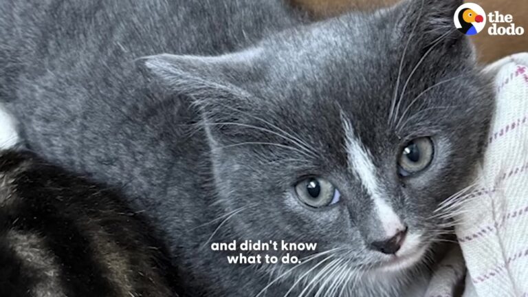 NY Rescue Kitten Was So Terrified He Bit His Finder, But A Patient Foster Changed His Entire World