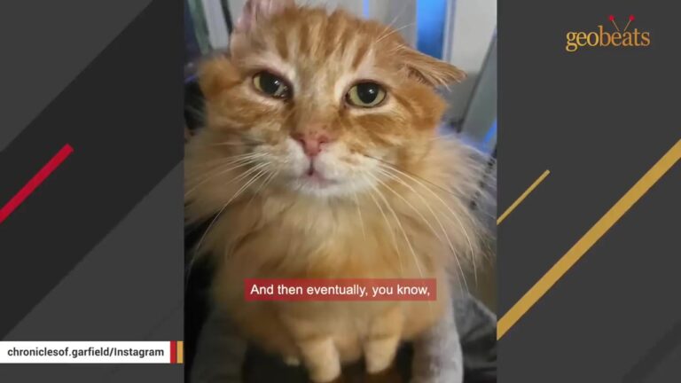 California Woman Meets A Tired Stray Cat On Her Patio, Then Spends Months Searching For Him