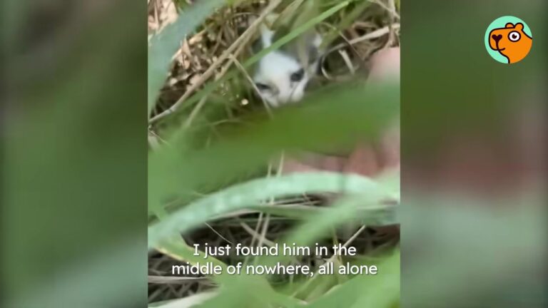 Man Hears A Cry On A Gravel Road In Iowa, Then A Tiny Creature Walks Right Into His Hand