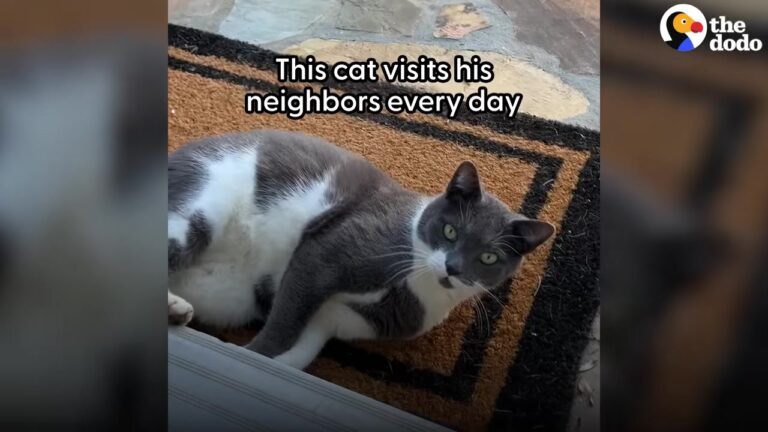 Ohio Neighborhood Cat Played Hard To Get, But One Special Friendship Changed His Mind