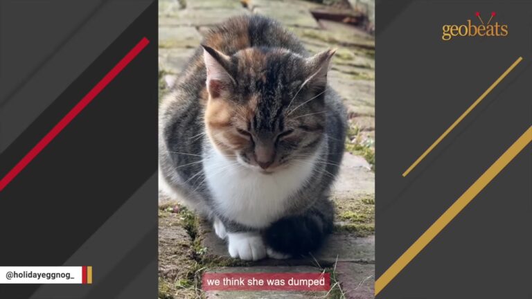 Michigan Man Takes In Feral Shed Cat Before Freeze, But His Grandma’s Trick Changes Everything