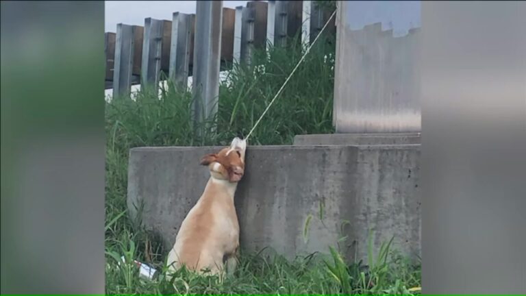 Missouri Driver Spots Dog Dangling Above Interstate Overpass By Electrical Cord And Acts Fast