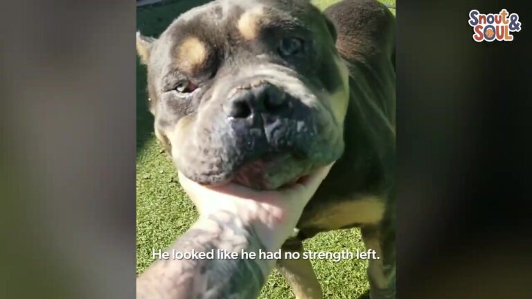 Massachusetts Dog Facing Euthanasia Loses Hearing, But Finds Amazing Way To Experience The World