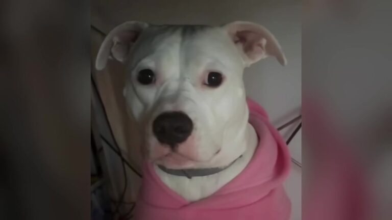 California Woman Wasn’t Ready For Another Dog, But One Simple Sentence At The Shelter Changed Everything