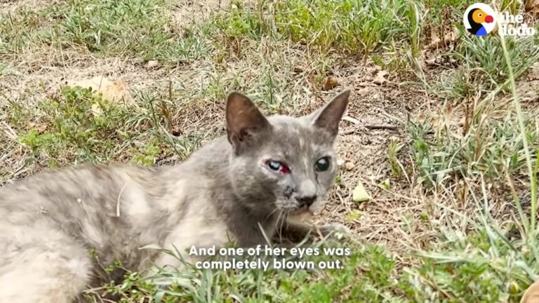 New Jersey Cat Found With Devastating Eye Injury Stuns Doctors When They Realize The Truth