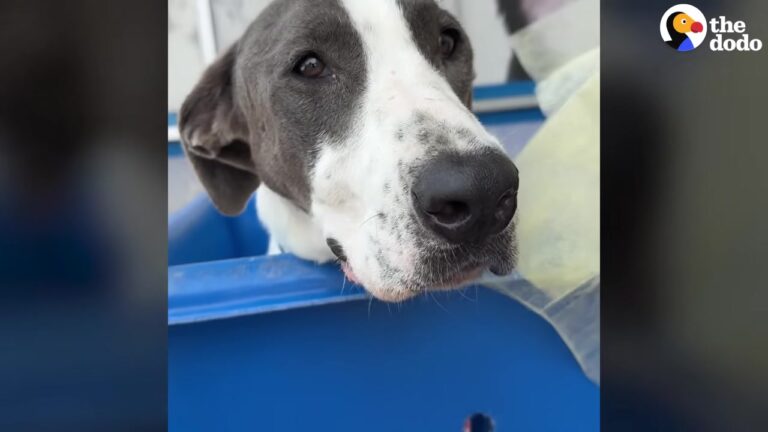 Texas Woman Adopts Sick Dog Online, Then A Simple Mealtime Breakthrough Changes Everything