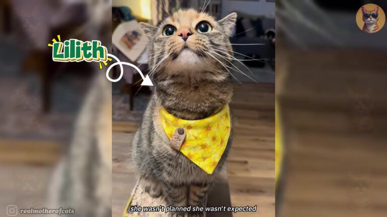 New Jersey Man Waited Hours In Rain For Frightened Kitten And Got The Best Birthday Surprise