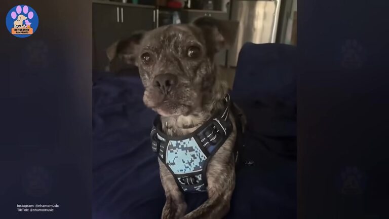 Texas Dog Was Returned To The Shelter 3 Times, Yet One Woman Saw Exactly What His Heart Needed