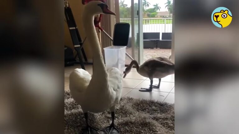 Florida Man Finds Wild Swans Knocking At His Door And The Moment Turns Into Something Incredible
