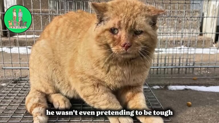 Georgia Rescue Cat Looked Like He Had Given Up, But 3 Months Later He Did Something Unforgettable