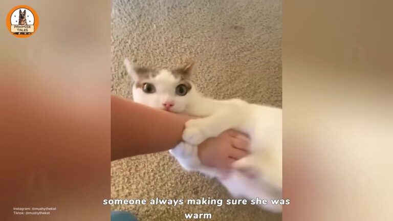Pennsylvania Cat Overlooked For Her Unusual Face Has A Morning Routine That Melts Her Mom’s Heart