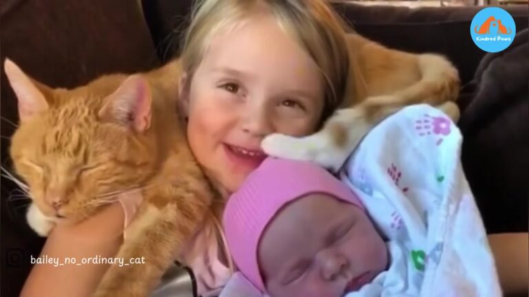 Pennsylvania Student Snuck A Scared Kitten Into Her Dorm, Watch What Happened 13 Years Later