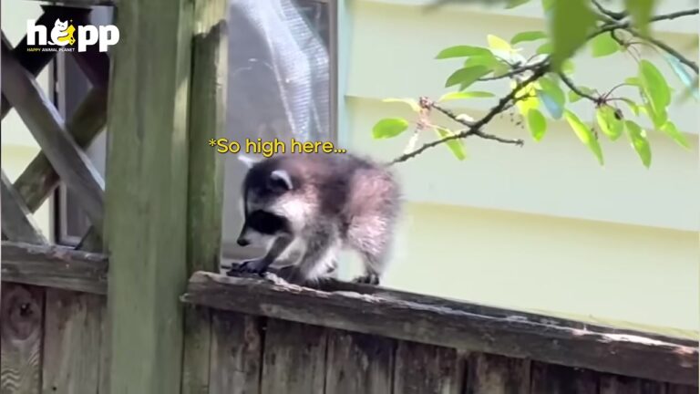 Washington Raccoon Born With A Rare Condition Gets The Most Beautiful Support From His Family