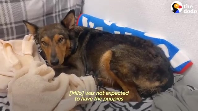 Georgia Dog Who Lost Her Entire Litter Finds Comfort in the Most Unexpected Trio