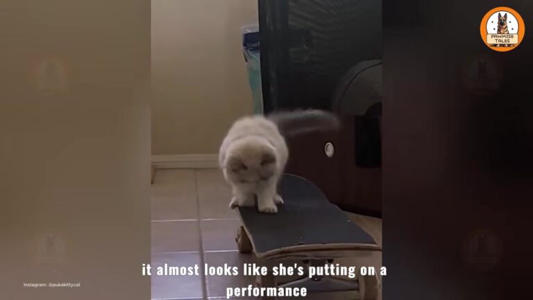California Cat Spots Old Skateboard Destined For Donation Pile, Then Stuns Her Owners
