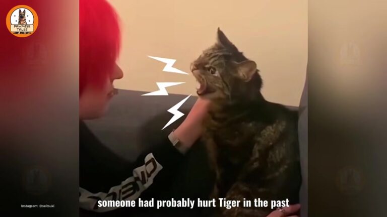 Pennsylvania Woman Started Feeding Grumpy Stray Cat Through A Window, Then Came A Sudden Goodbye