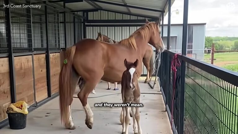 Michigan Rescuer Saves Two Foals From Auction, Then A Wild Horse Expert Reveals A Stunning Secret
