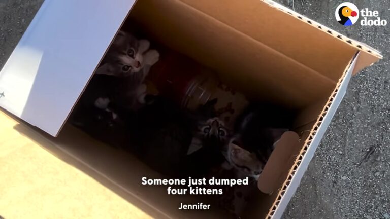 California Sanctuary Owner Finds Four Dumped Kittens And Completely Changes Their Fate