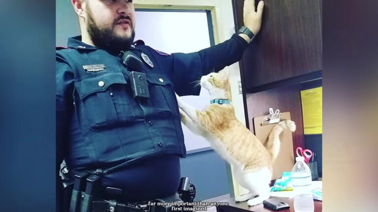Texas Police Department Brought In A Station Cat, But His Daily Routine Stunned Everyone