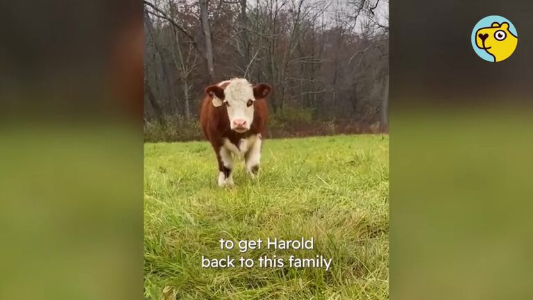 New Jersey Cow Outsmarted Everyone To Stay Alive, Then One Woman Gave Him The Future He Deserved