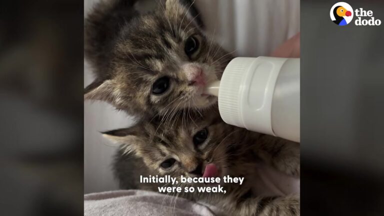 Kittens Arrive At California ER Fading Fast, Then Surgeon’s 15-Minute Miracle Saves Their Lives